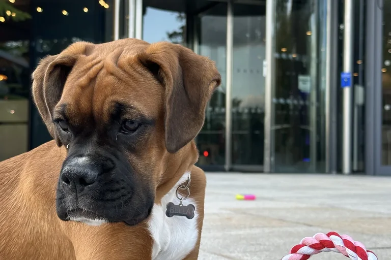 Entrance Dog